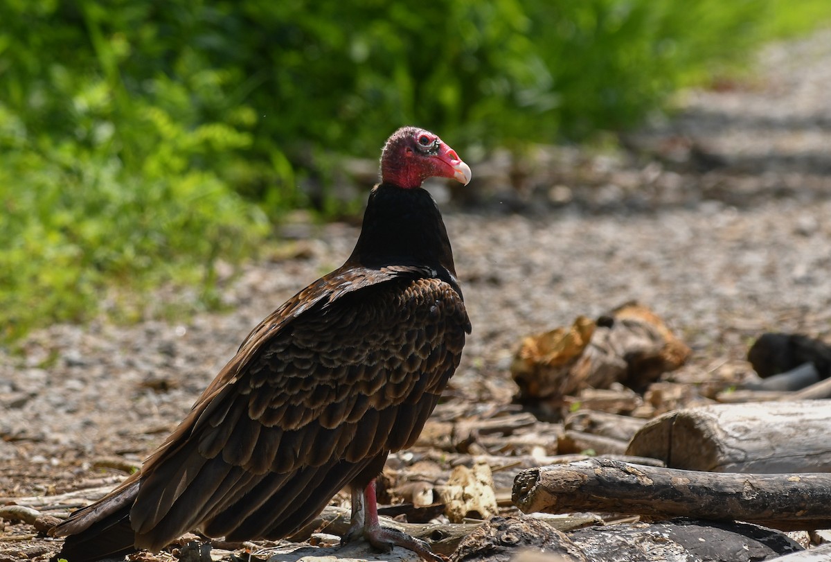 Turkey Vulture - ML619601453
