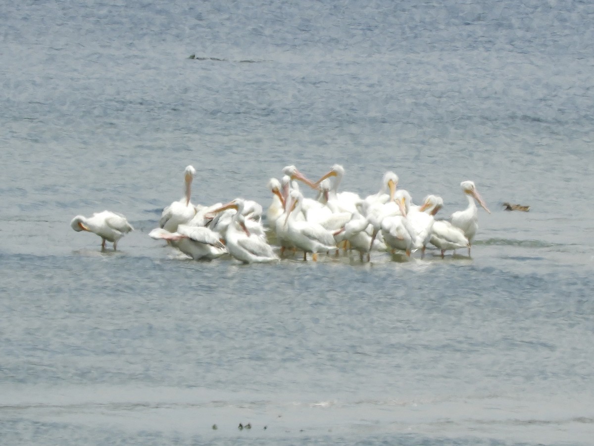 pelikán severoamerický - ML619601506