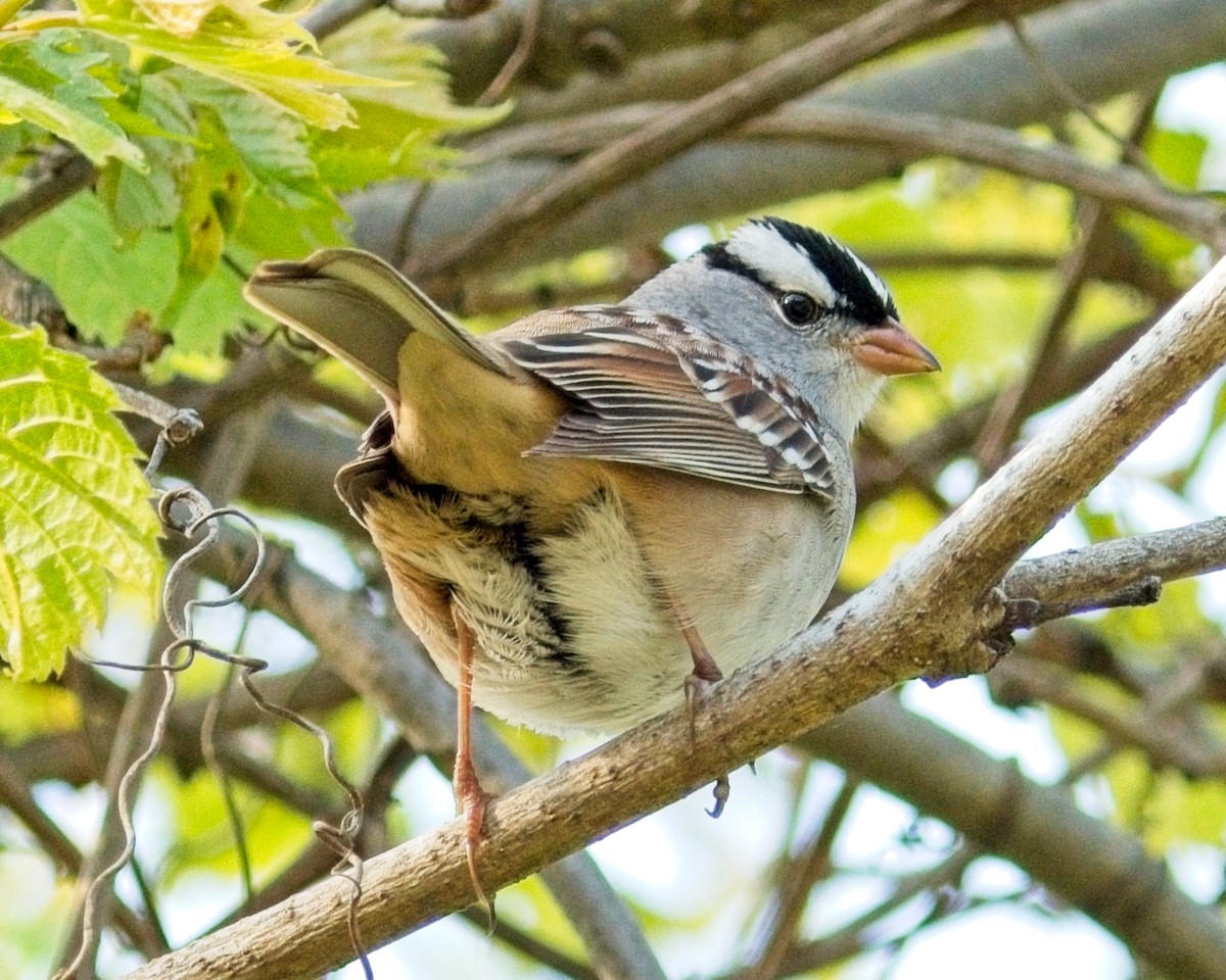 White-crowned Sparrow - ML619601530