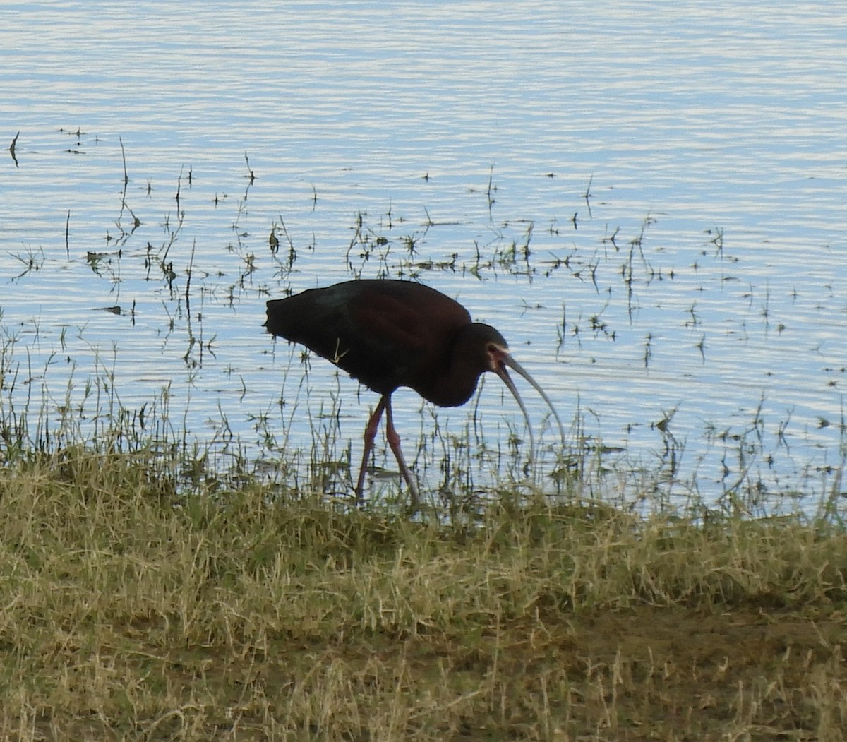 ibis americký - ML619601562