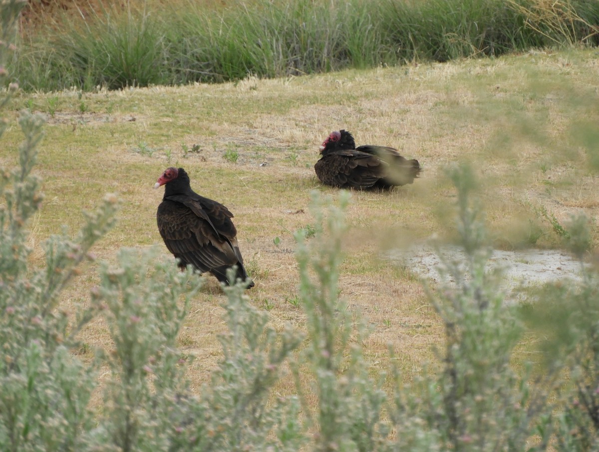 Turkey Vulture - ML619601569