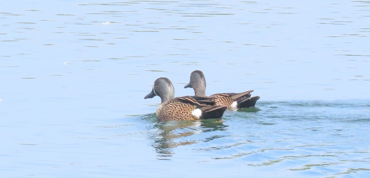 Blue-winged Teal - ML619601581