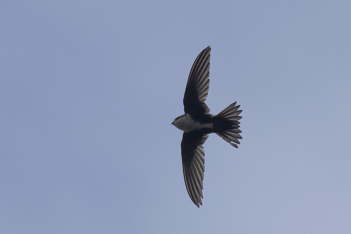 White-throated Swift - ML619601627