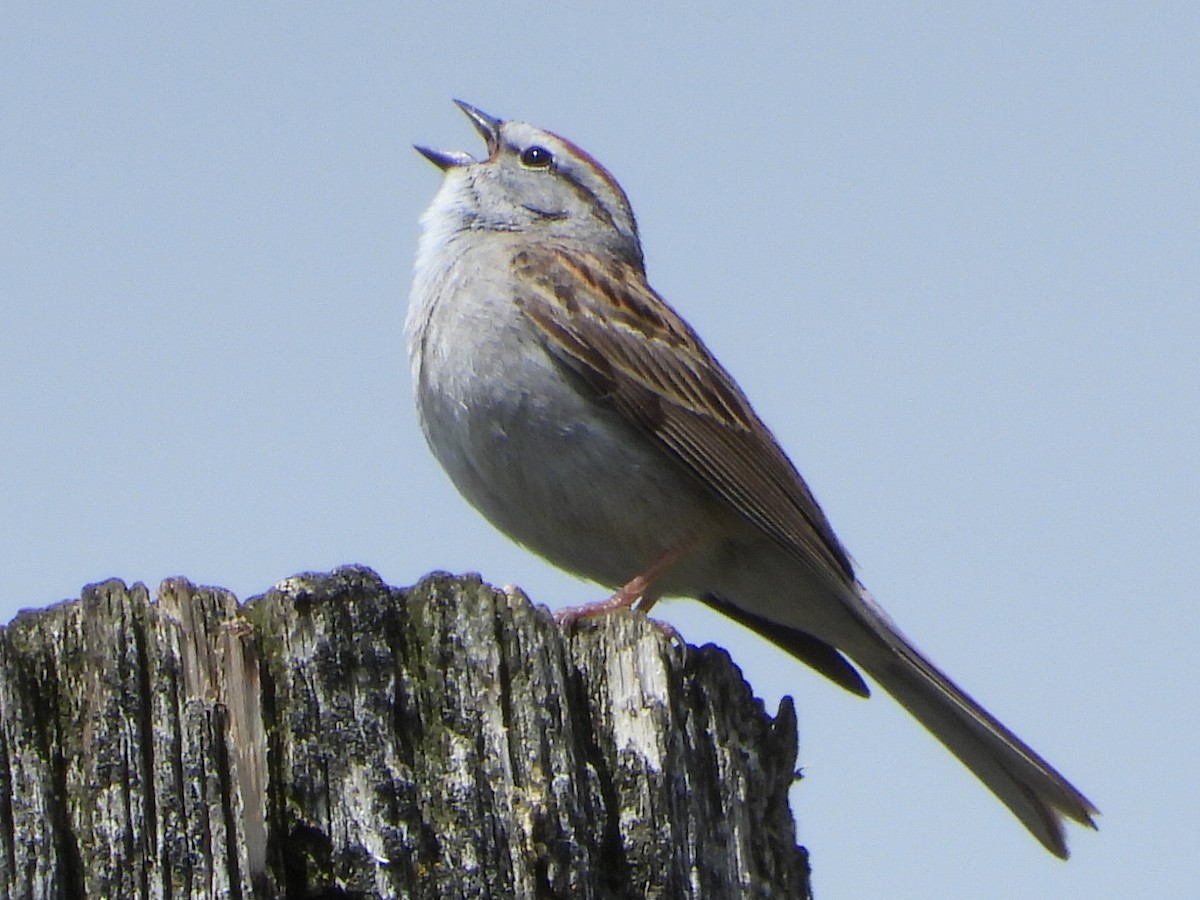 Chipping Sparrow - ML619601726