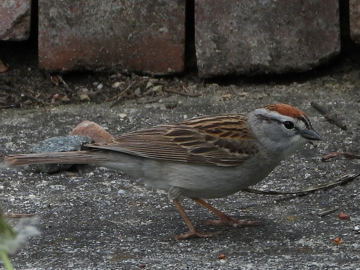 Chipping Sparrow - ML619601727