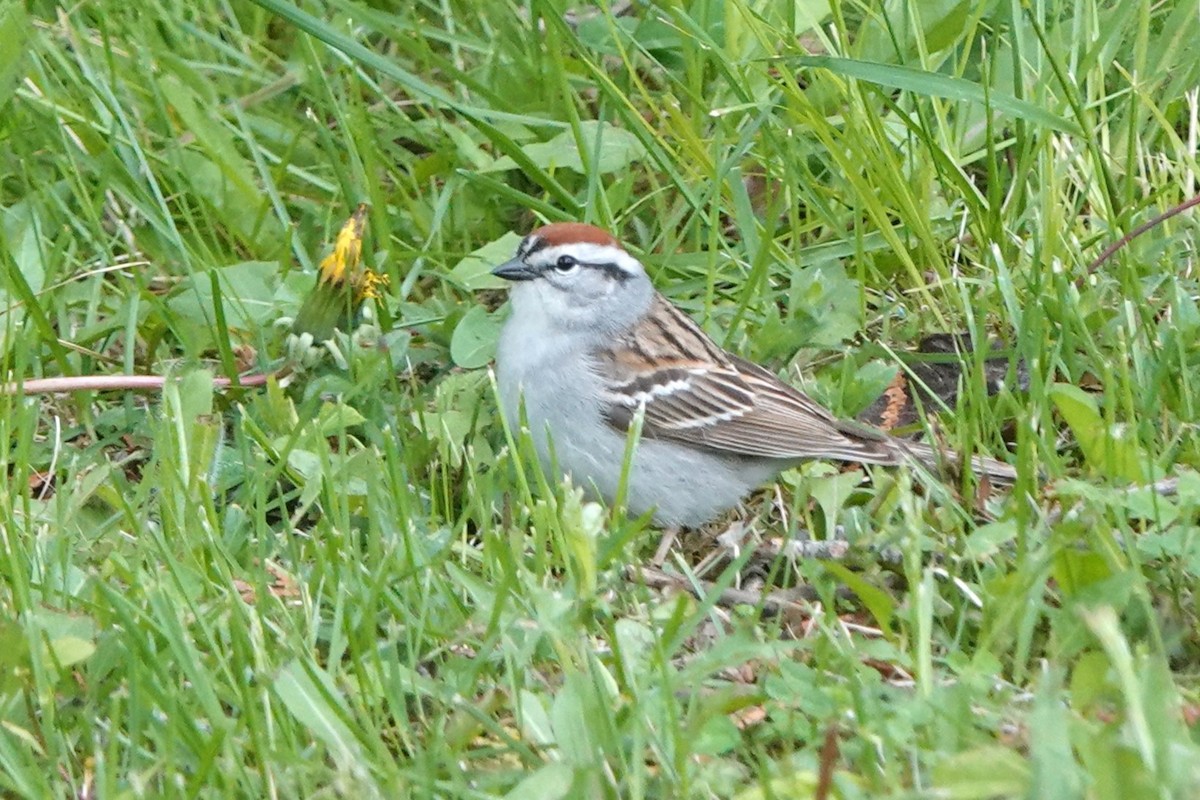 Chipping Sparrow - ML619601758