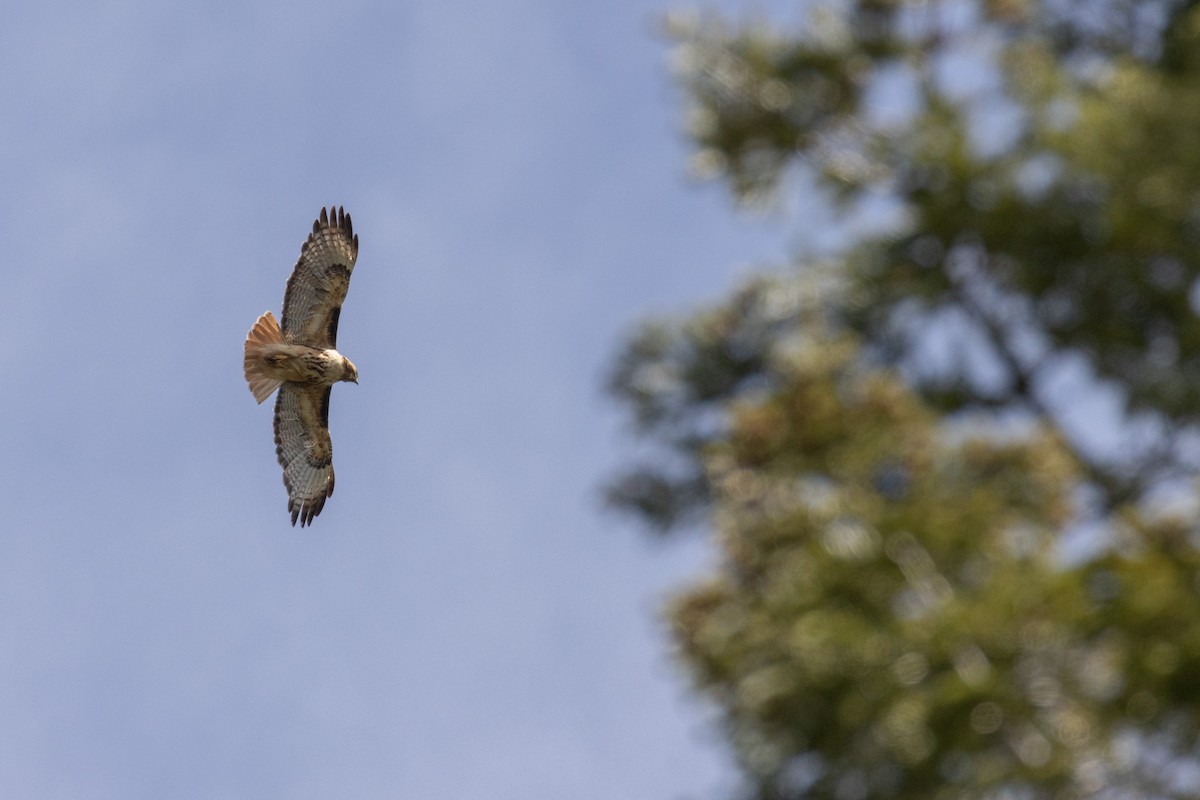 Red-tailed Hawk - ML619601804