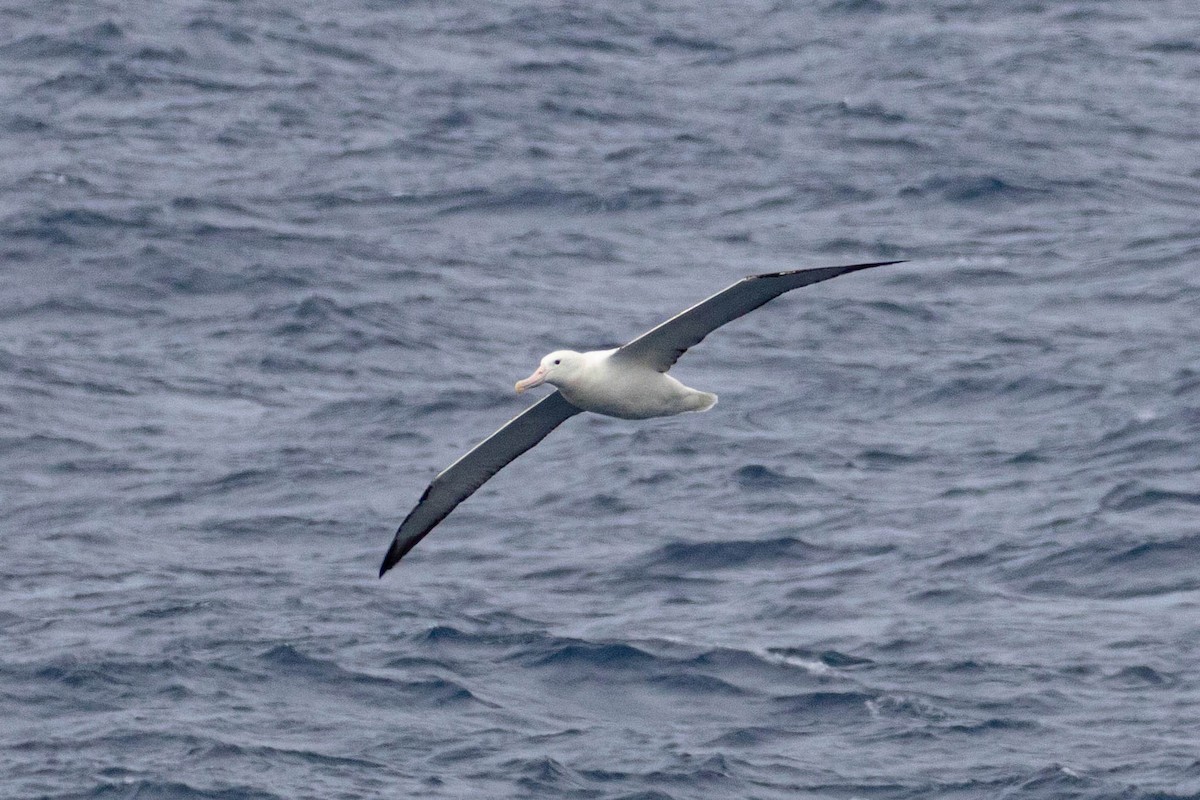 Southern Royal Albatross - ML619601857