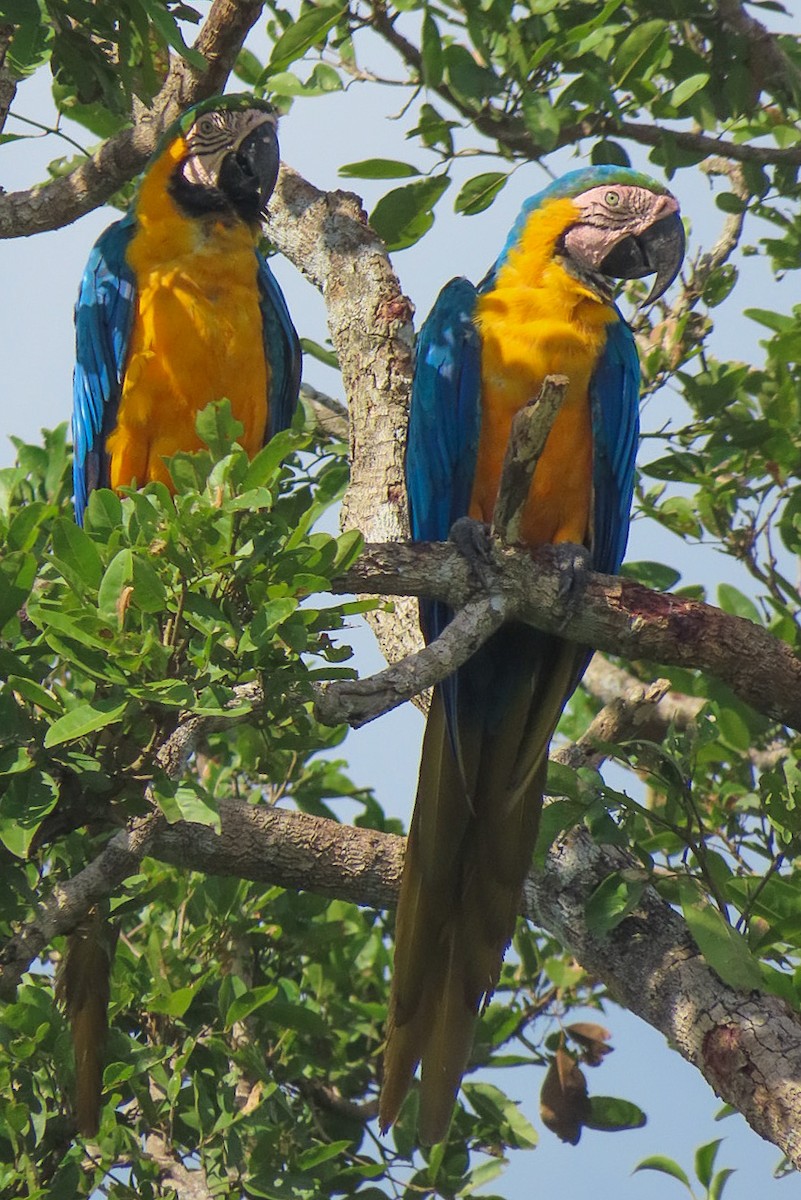 Blue-and-yellow Macaw - ML619601889