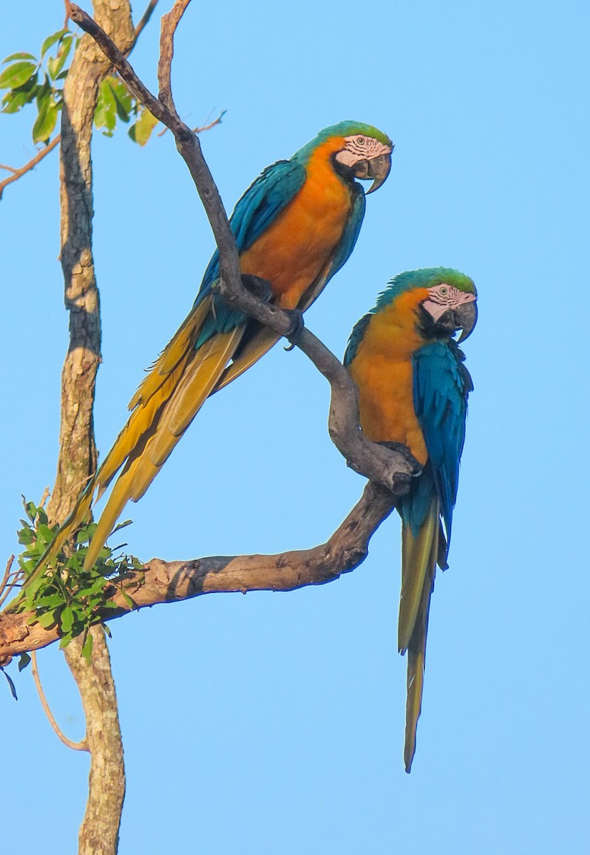 Blue-and-yellow Macaw - ML619601890
