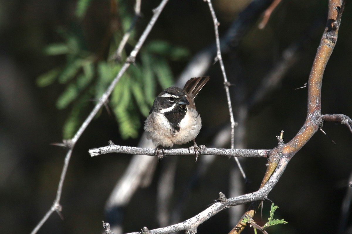 Black-throated Sparrow - ML619601904