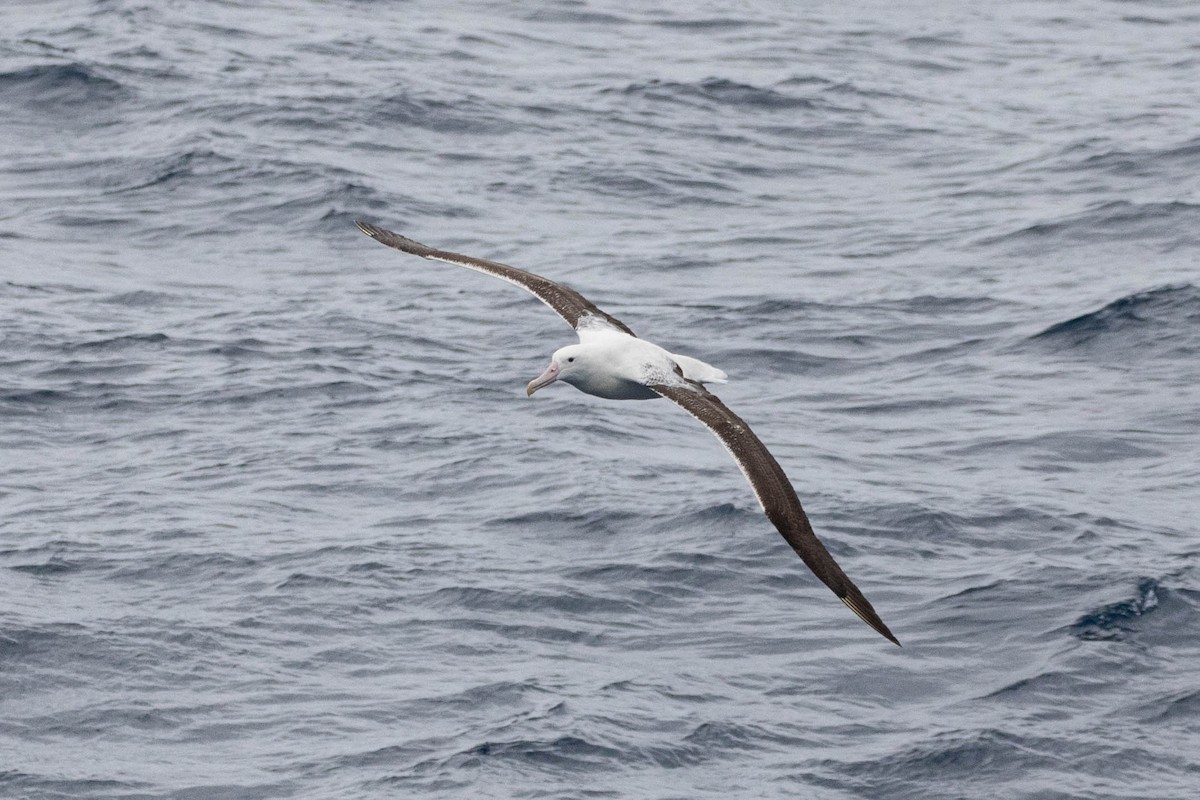 albatros královský - ML619601961