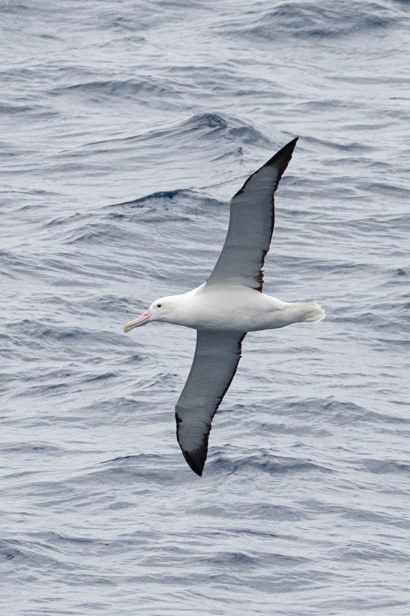 albatros královský - ML619601965