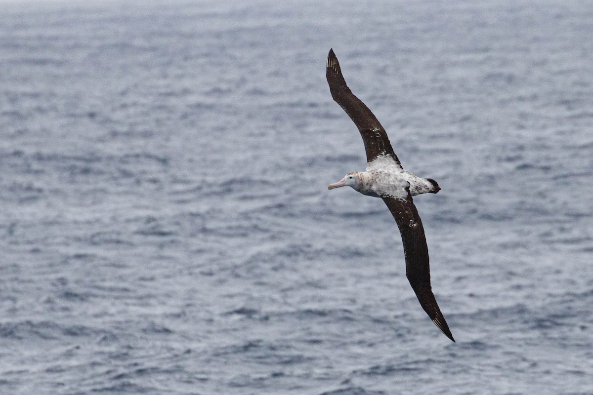 albatros stěhovavý - ML619601974