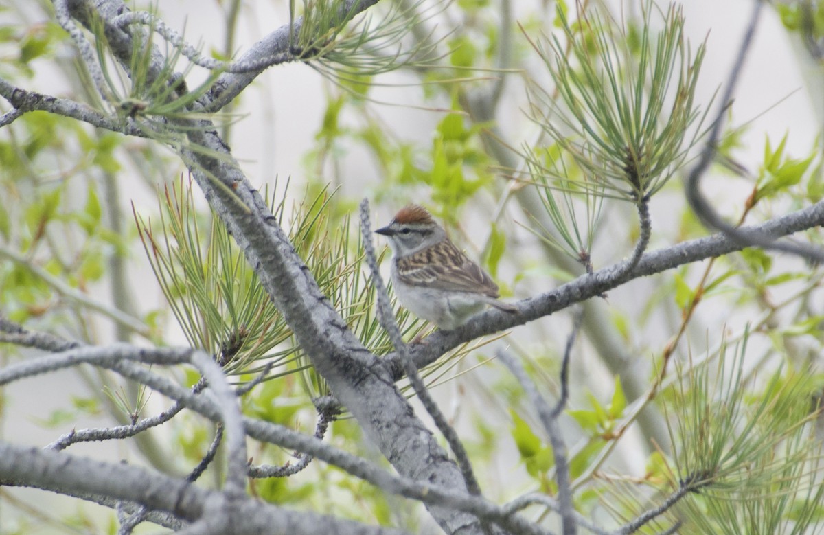 Chipping Sparrow - ML619601983