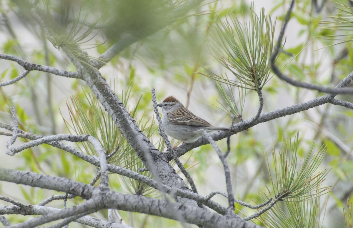 Chipping Sparrow - ML619601984