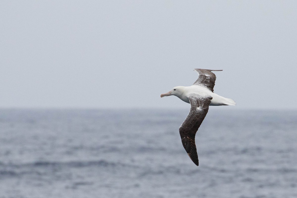 albatros královský - ML619601987