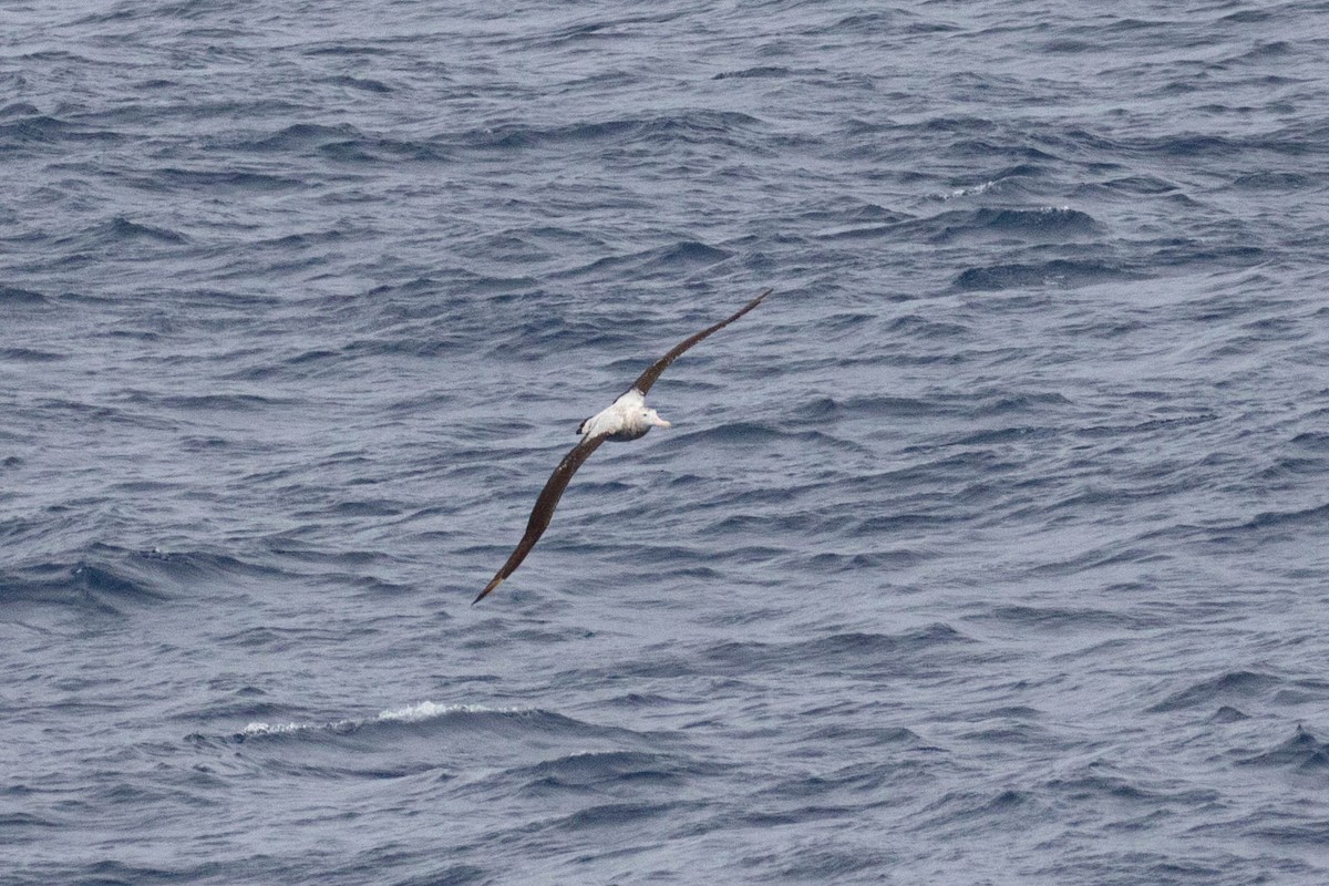 albatros stěhovavý - ML619602001