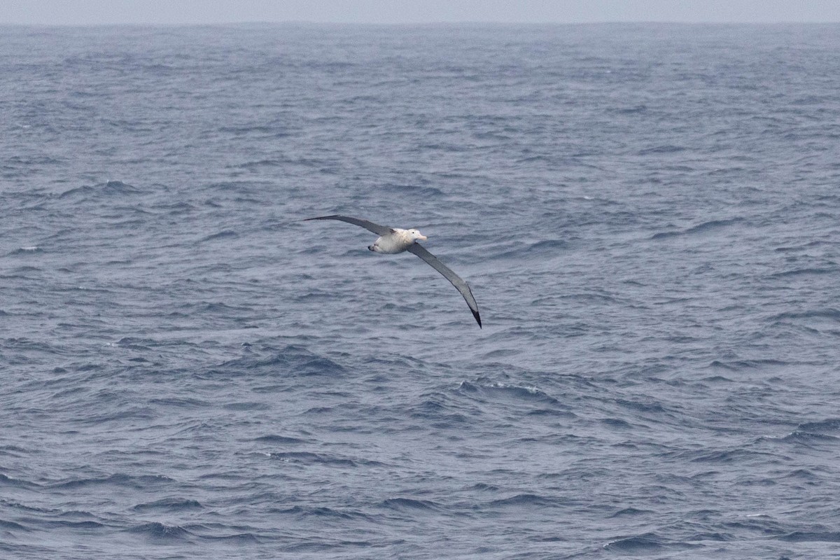 albatros stěhovavý - ML619602009