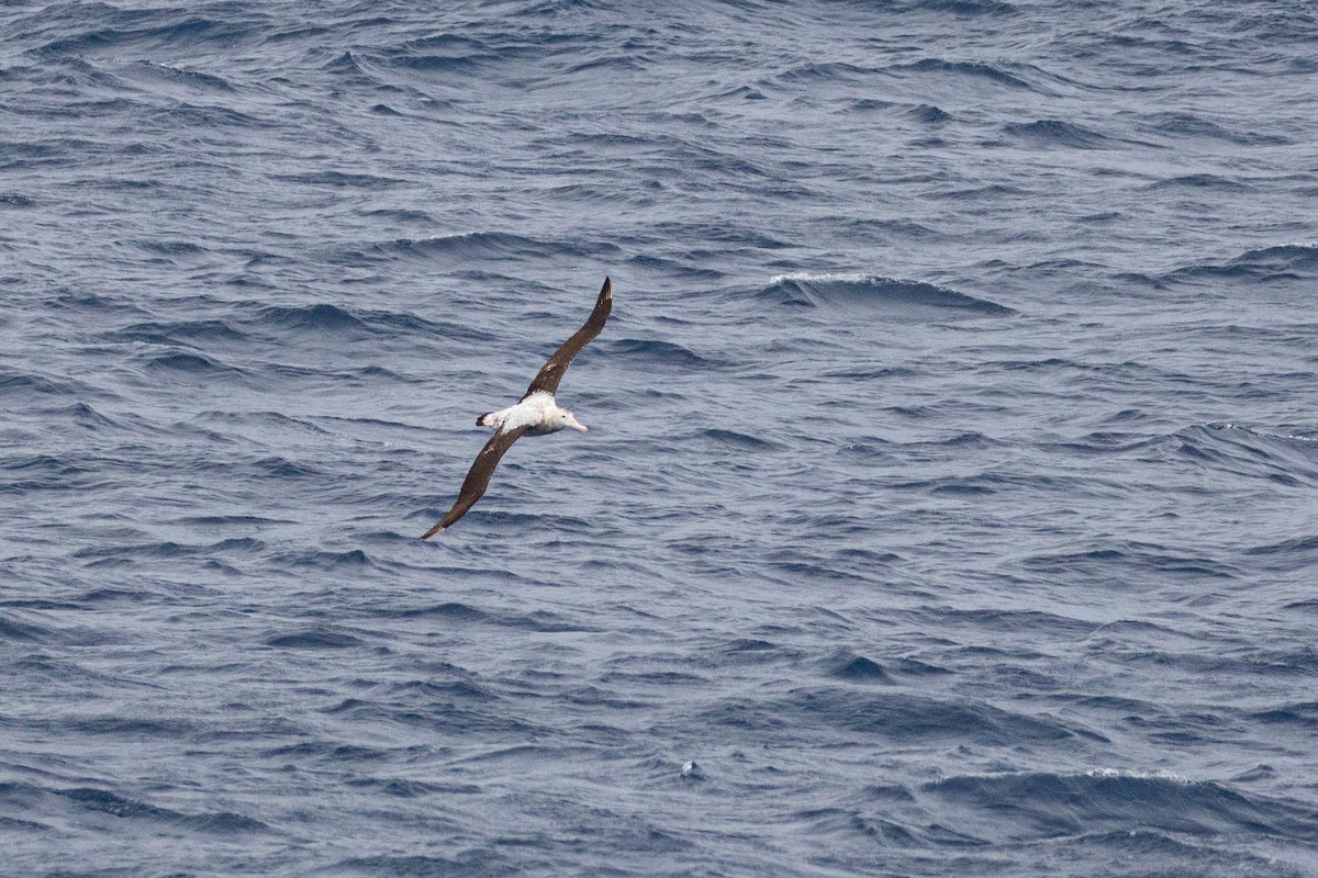 albatros stěhovavý - ML619602012