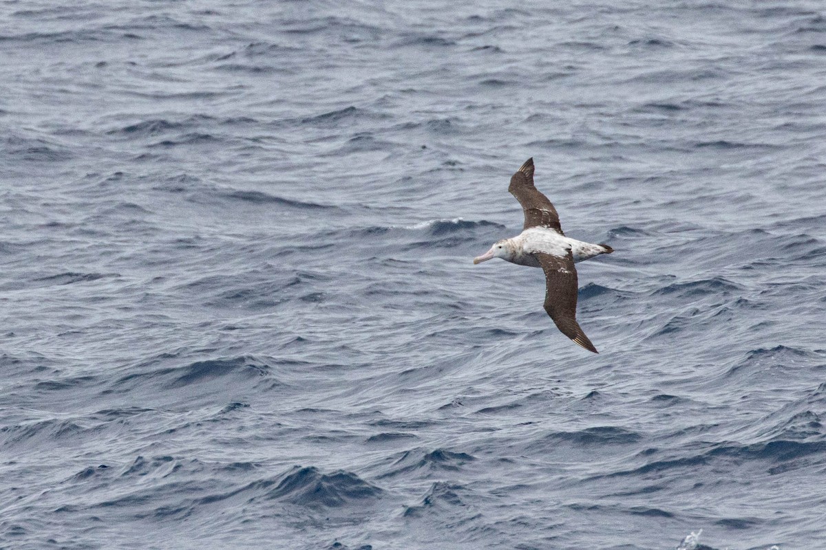 albatros stěhovavý - ML619602031