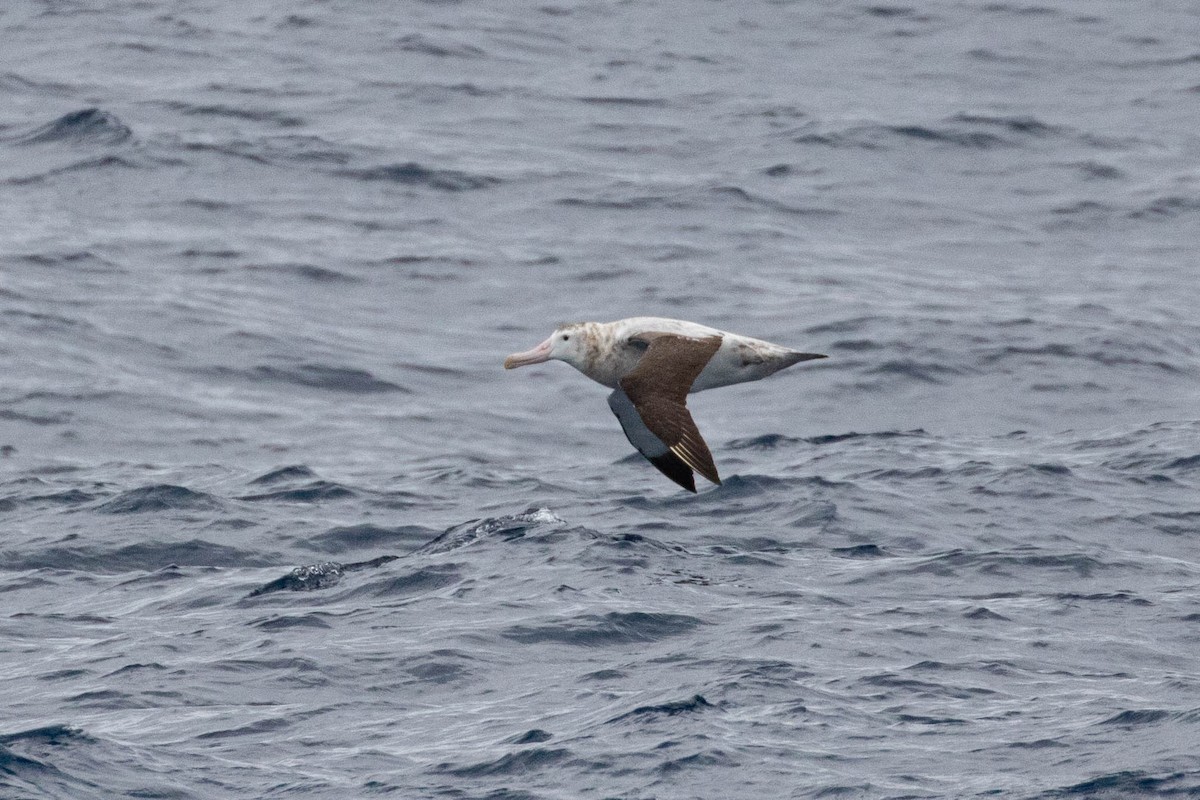albatros stěhovavý - ML619602074
