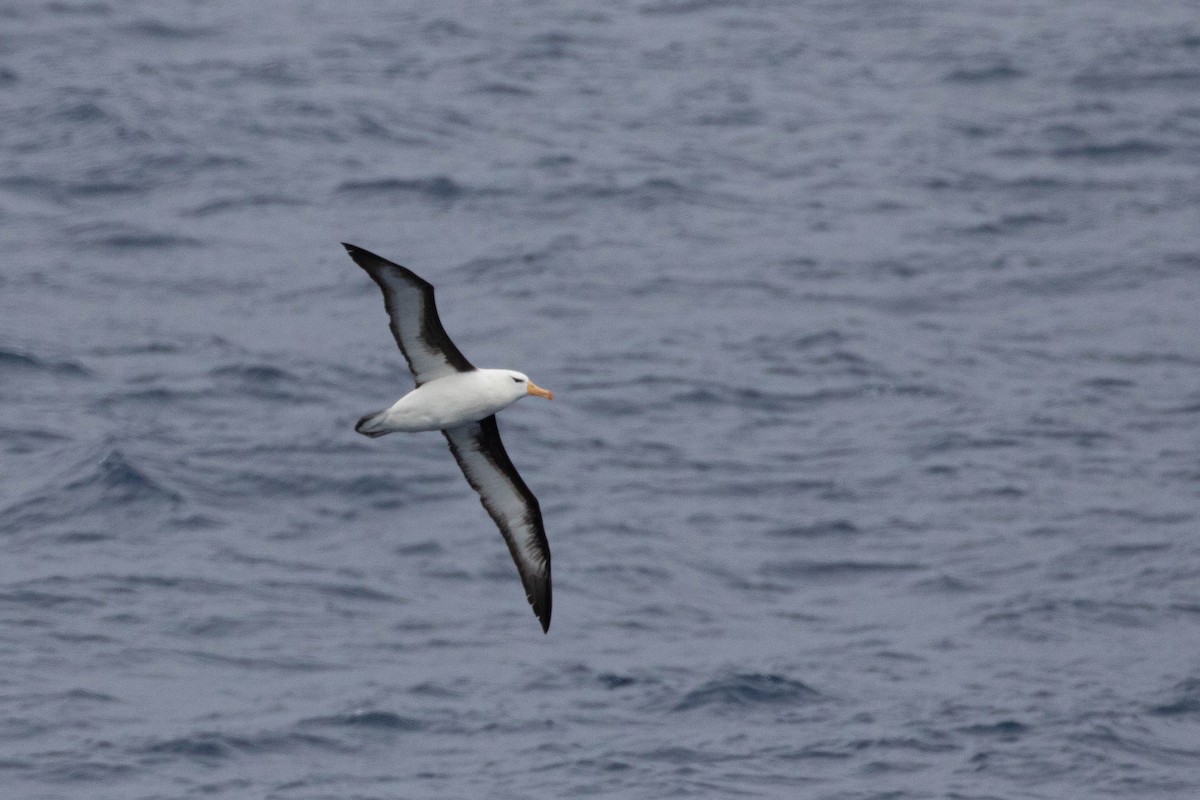 Albatros à sourcils noirs - ML619602094