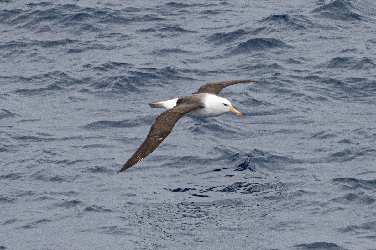 Albatros bekainduna - ML619602096