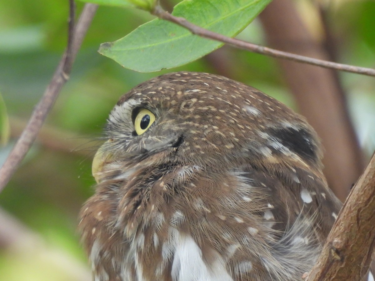 Ferruginous Pygmy-Owl - ML619602136