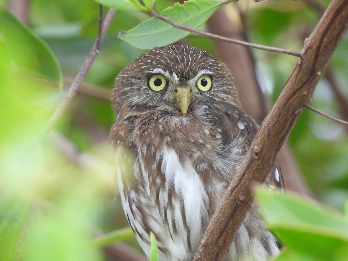 Ferruginous Pygmy-Owl - ML619602137