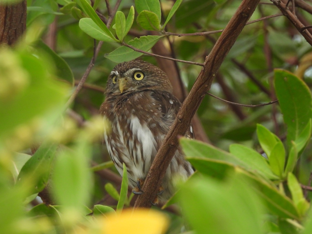 Ferruginous Pygmy-Owl - ML619602139