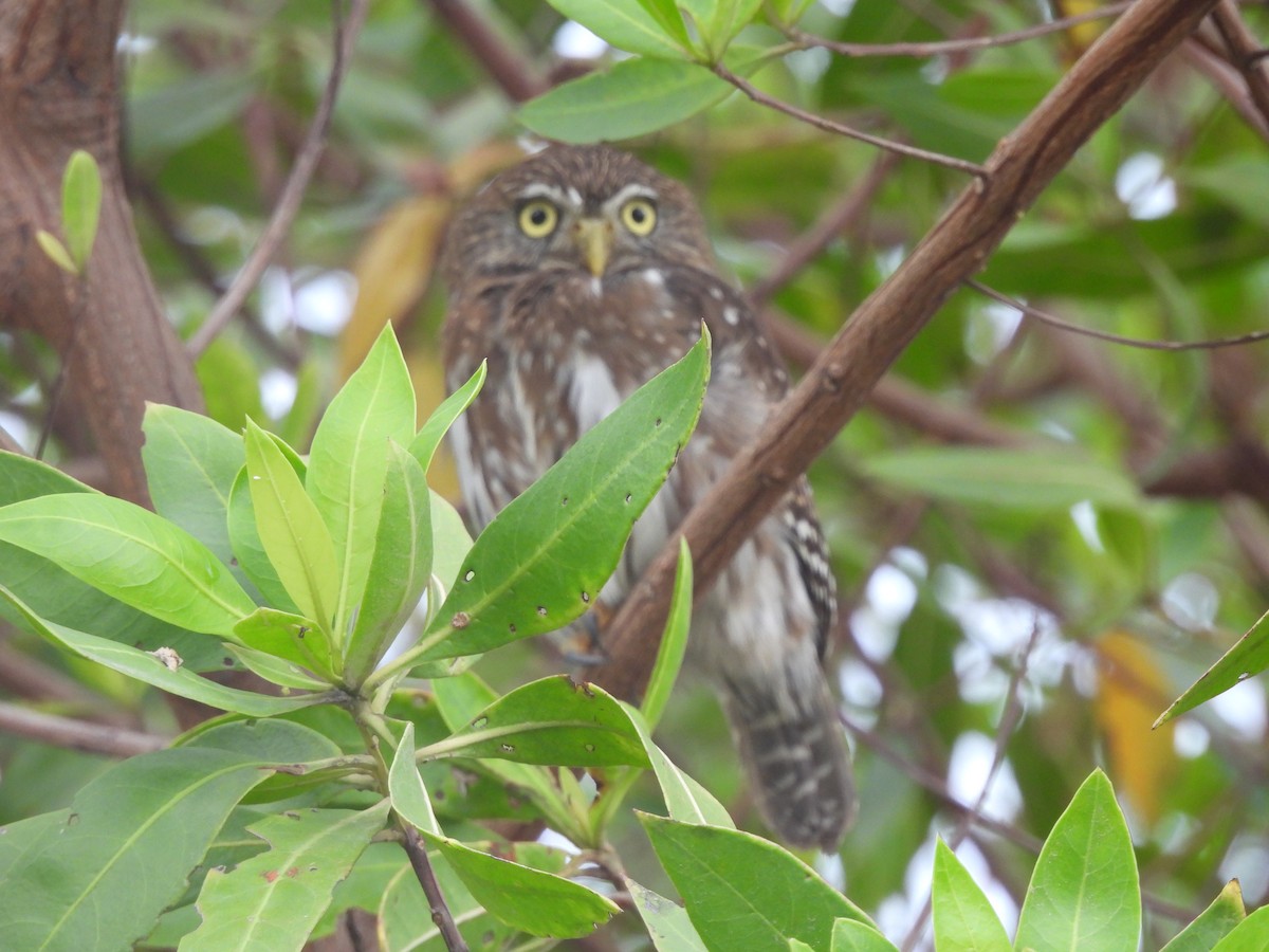 Ferruginous Pygmy-Owl - ML619602141
