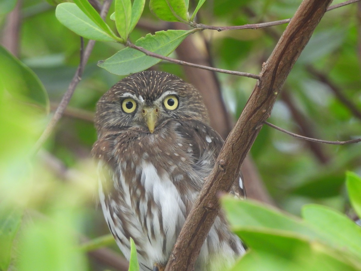 Ferruginous Pygmy-Owl - ML619602144