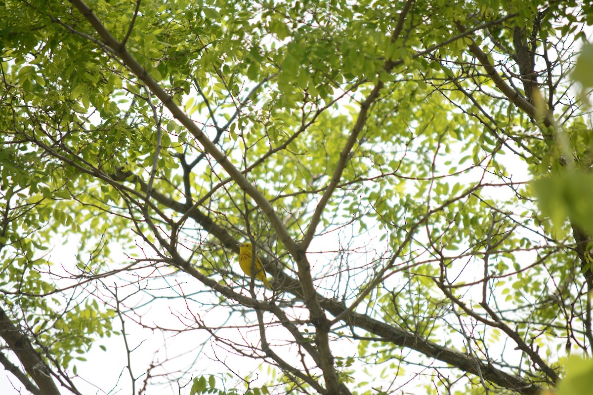 lesňáček žlutý - ML619602154