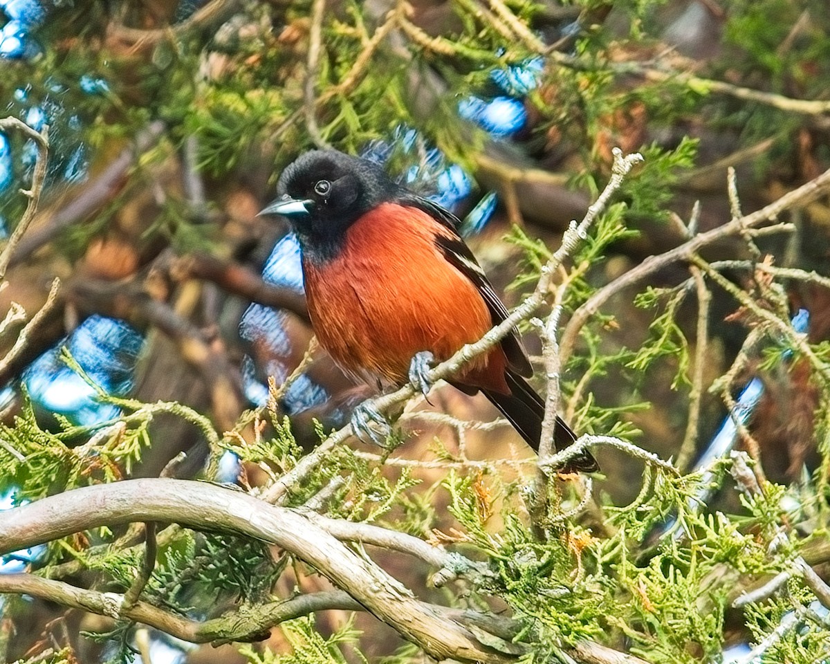 Orchard Oriole - ML619602162
