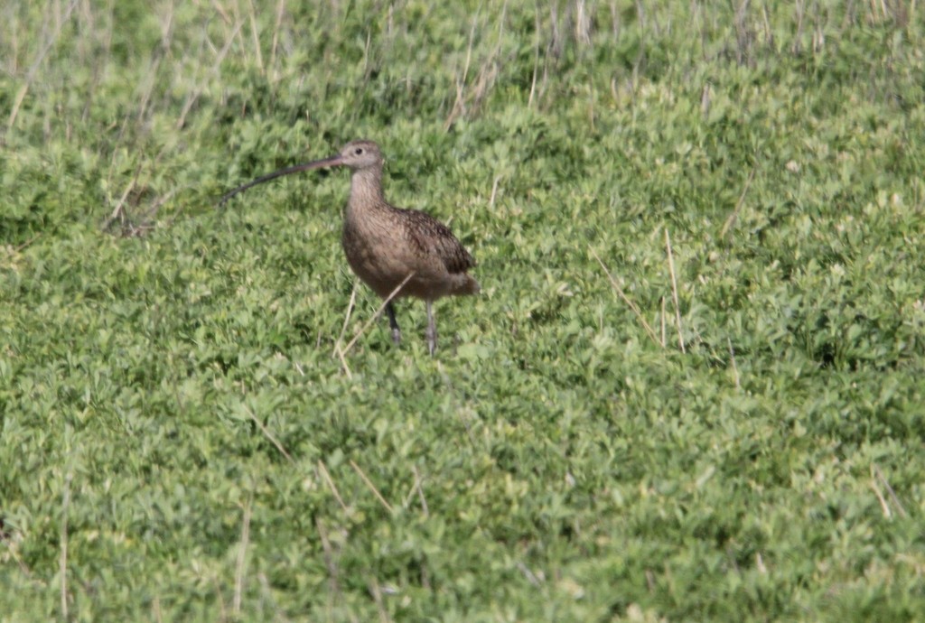 Long-billed Curlew - ML619602185