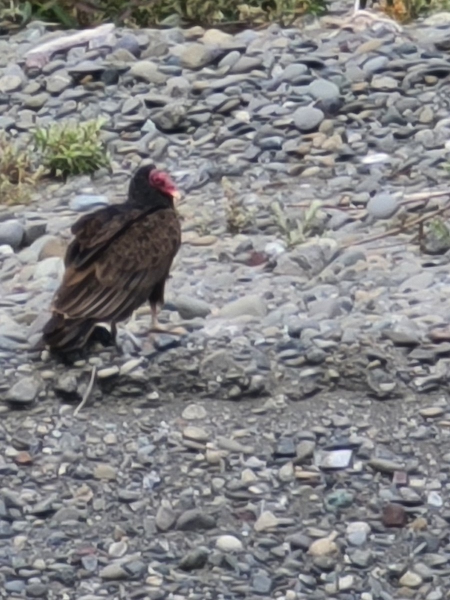 Turkey Vulture - ML619602218