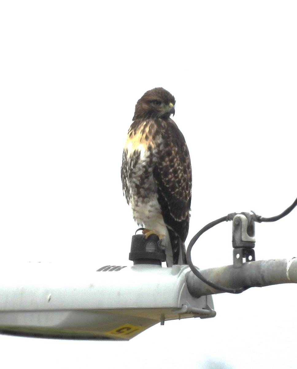 Red-tailed Hawk - ML619602225