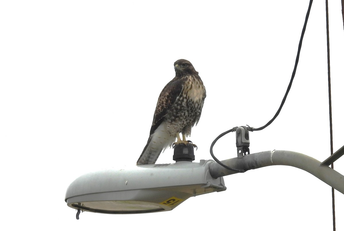 Red-tailed Hawk - ML619602226