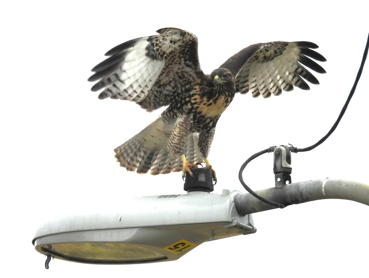 Red-tailed Hawk - ML619602227
