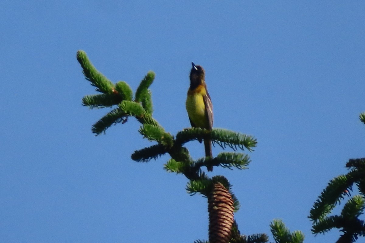 Orchard Oriole - ML619602249