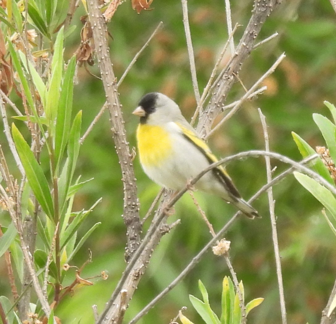 Lawrence's Goldfinch - ML619602258
