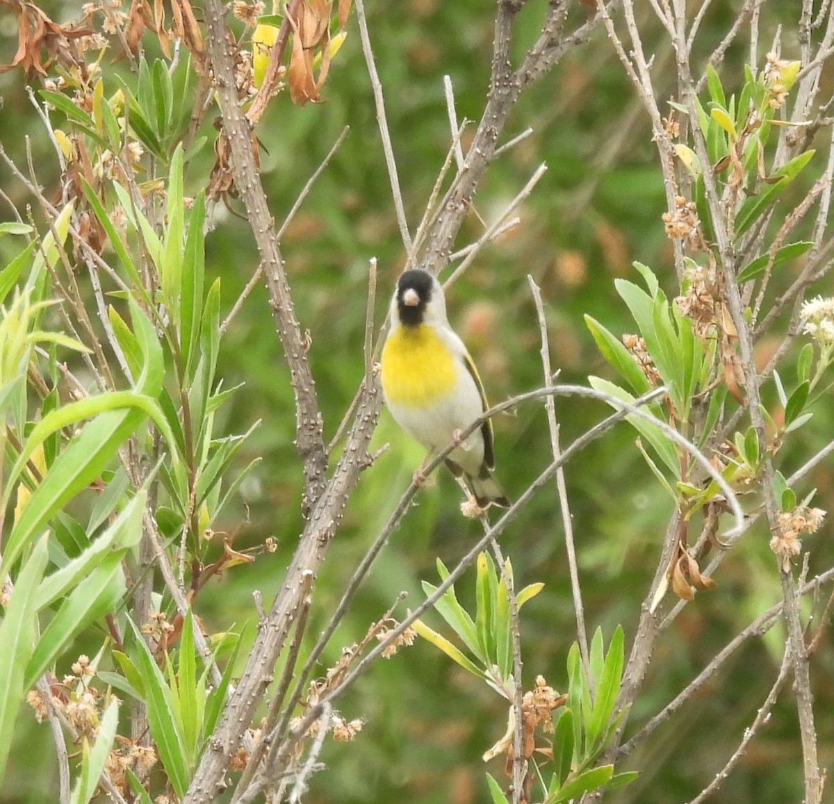 Lawrence's Goldfinch - ML619602260