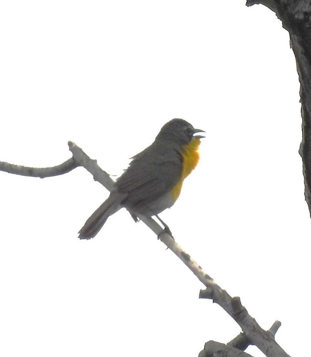 Yellow-breasted Chat - ML619602284