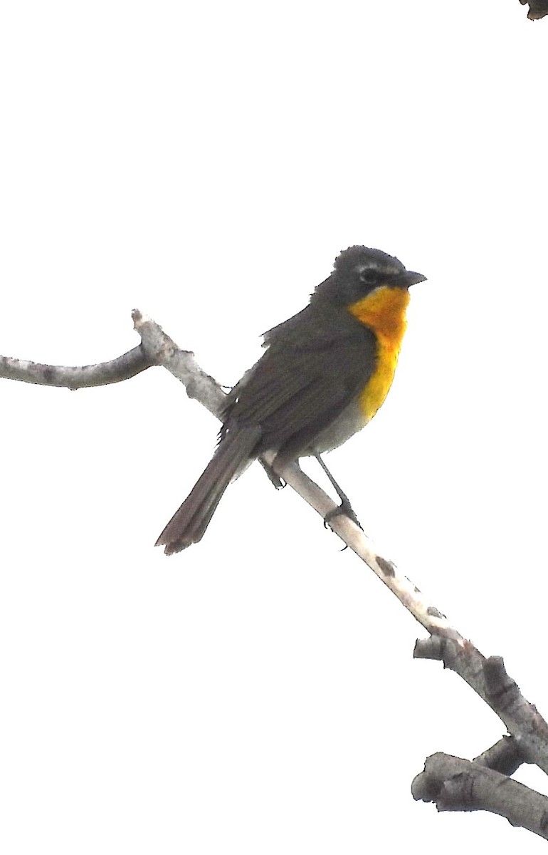 Yellow-breasted Chat - ML619602285