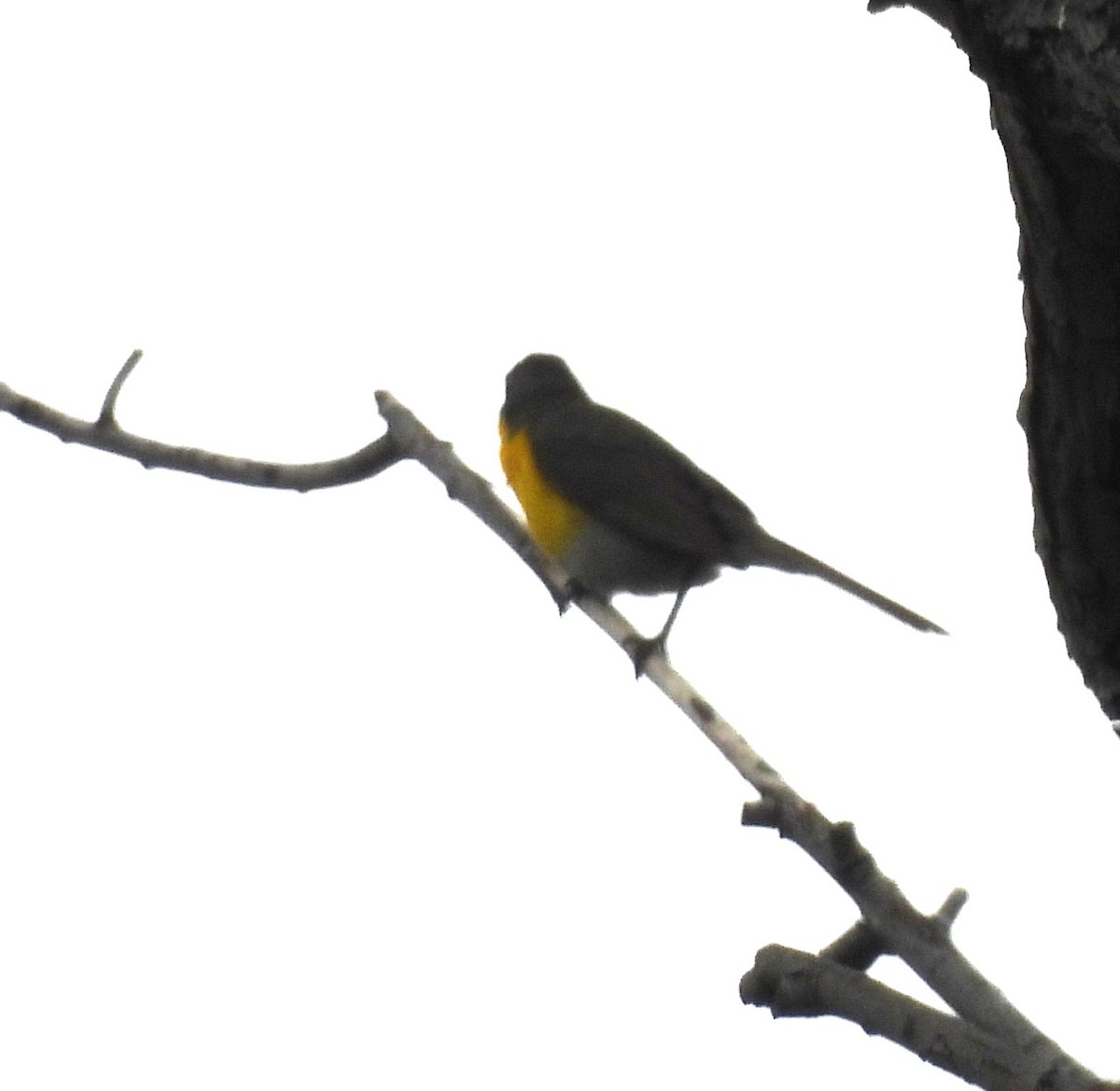 Yellow-breasted Chat - ML619602286