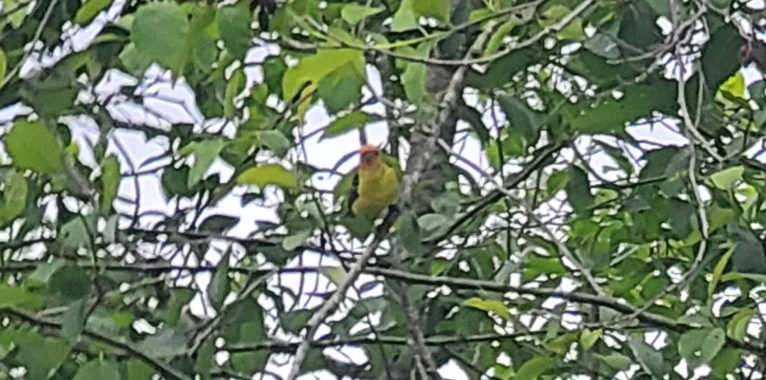 Western Tanager - ML619602294