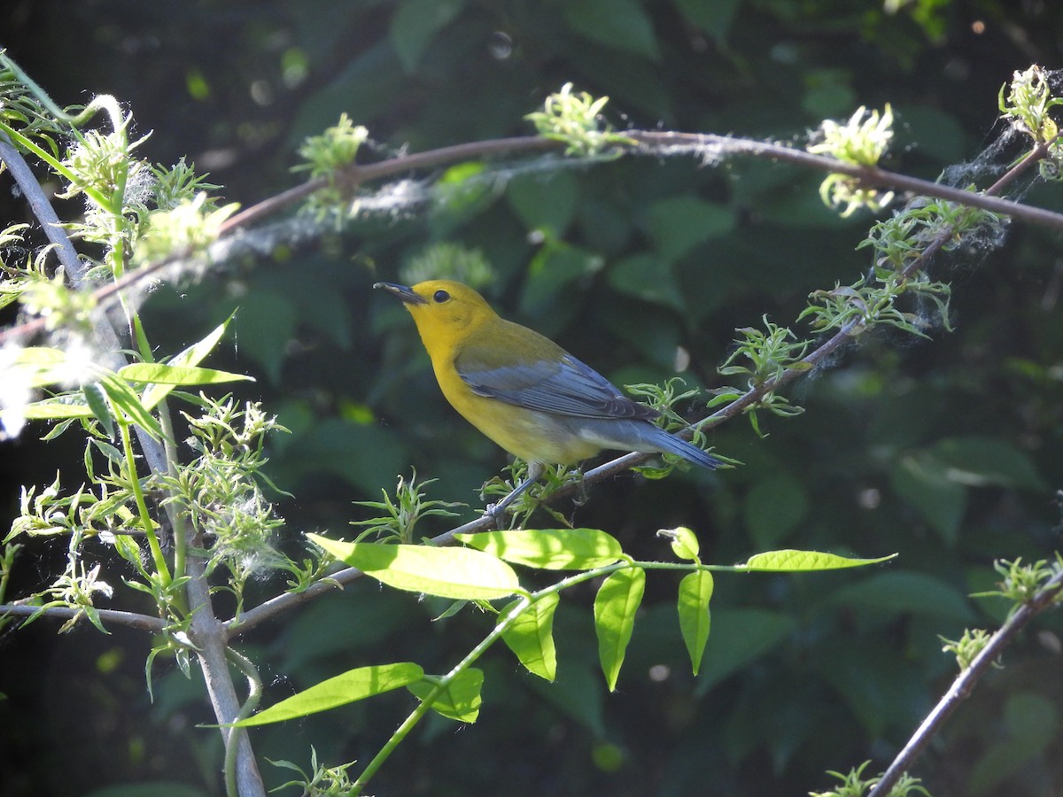 Prothonotary Warbler - ML619602300