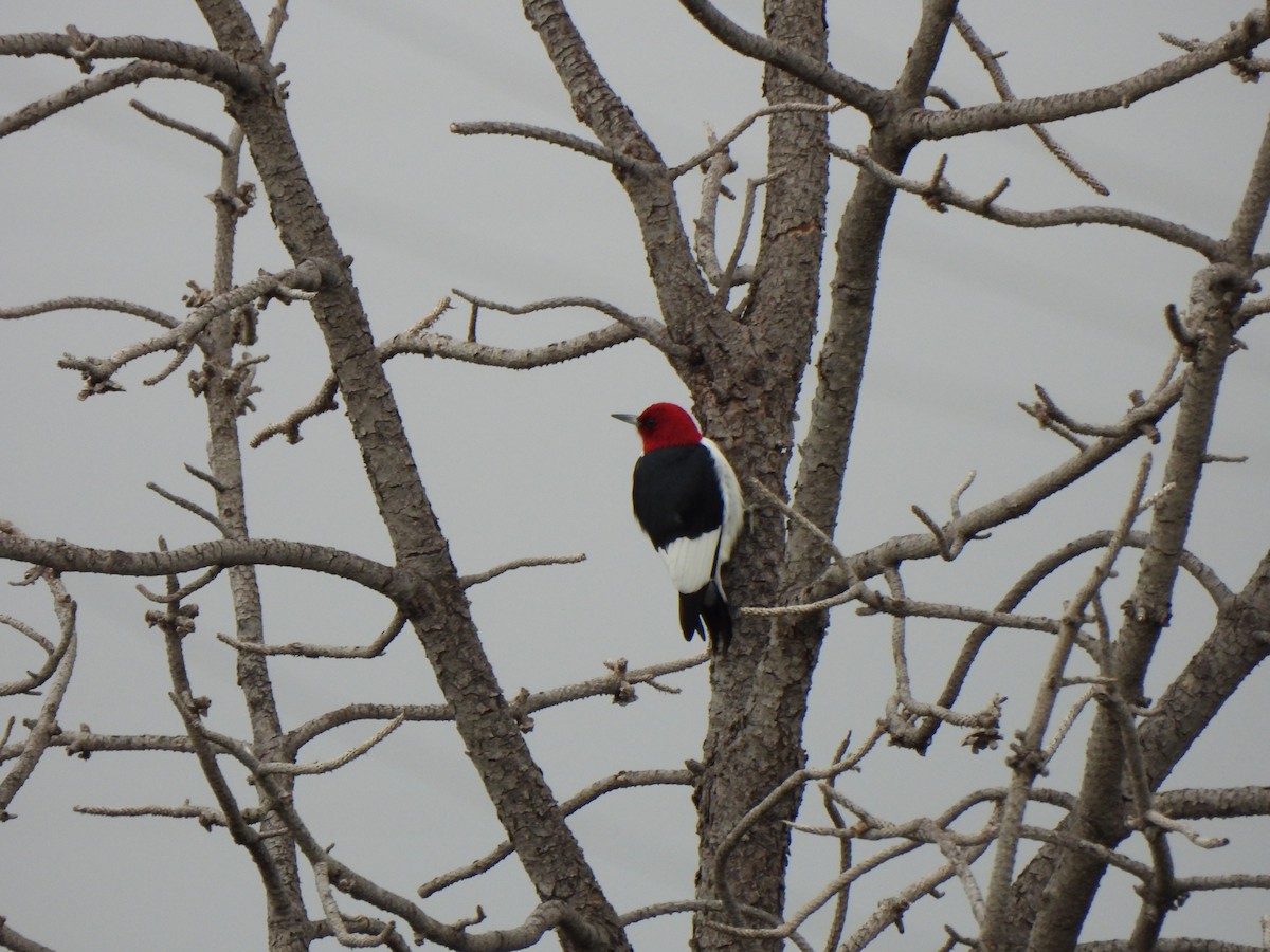 Red-headed Woodpecker - ML619602326