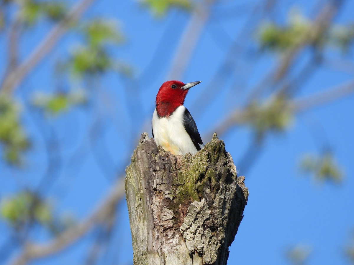 Red-headed Woodpecker - ML619602338